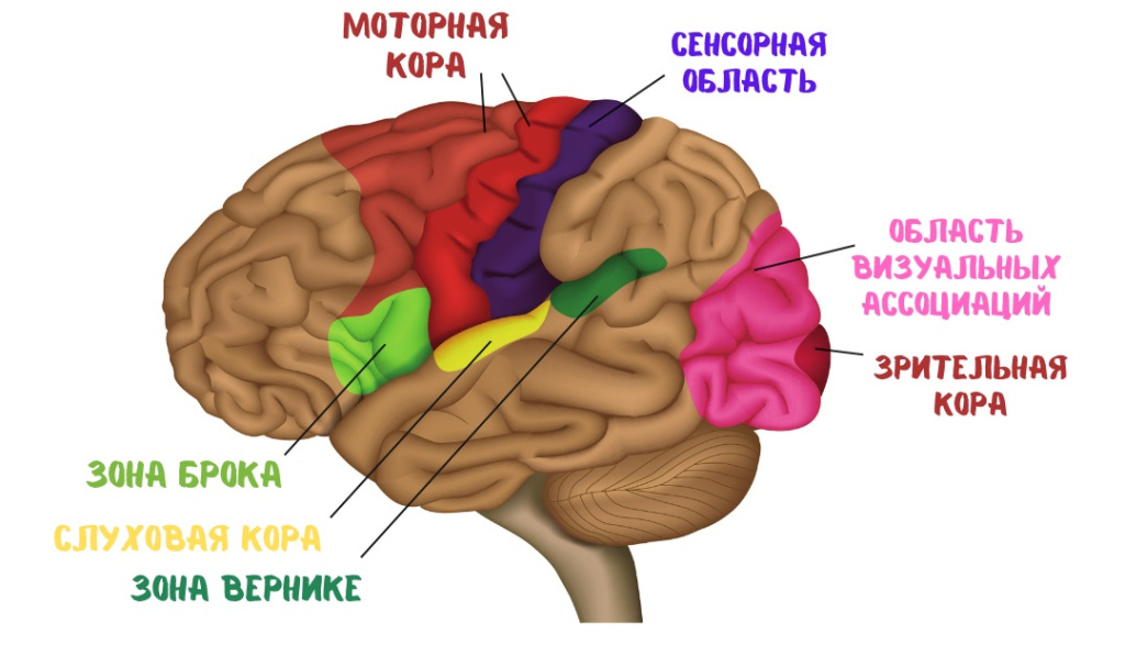 Зона Брока, зона Вернике и моторная кора 